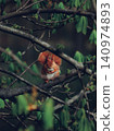 A wild squirrel that fell asleep in Łazienki Park in Warsaw 140974893