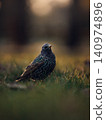 European starlings in Łazienki Park at dusk 140974896