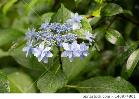 Western hydrangea Western hydrangea 140974901