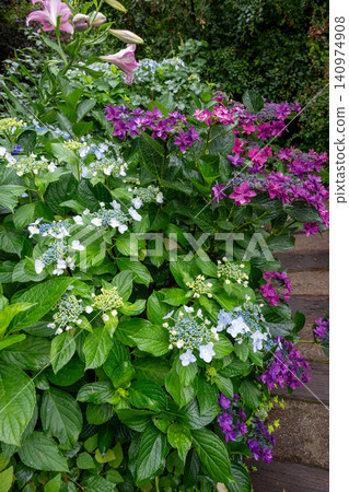 Western hydrangea Western hydrangea 140974908