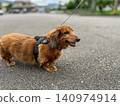 午後悠閒漫步，我的狗狗——迷你臘腸犬——陪伴左右。 140974914