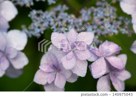Western hydrangea Western hydrangea 140975043