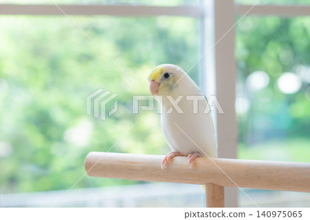 Cute pastel yellow and white Forpus parrotlet tilting its head while perched on a wooden stand indoors with soft natural window light. 140975065