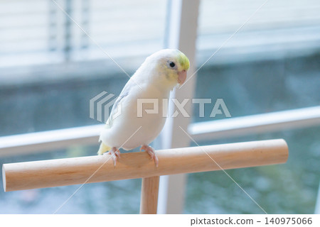 Beautiful pastel yellow and white Forpus parrotlet perched on a wooden T-stand indoors by the window with soft natural light. Beautiful pastel yellow and white Forpus parrotlet perched on a wooden T-stand indoors by the window with soft natural light. 140975066