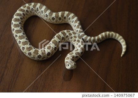 Western Hognose snake (Heterodon nasicus) in S-curve shape looking directly at the camera on a wooden surface. Western Hognose snake (Heterodon nasicus) in S-curve shape looking directly at the camera on a wooden surface. 140975067