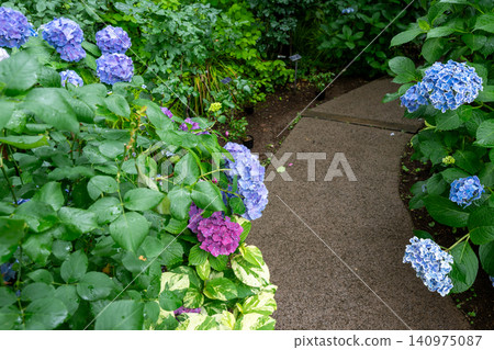 Western hydrangea Western hydrangea 140975087