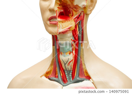 Neck and throat human model anatomy isolated on white background with clipping path. Neck and throat human model anatomy isolated on white background with clipping path. 140975091