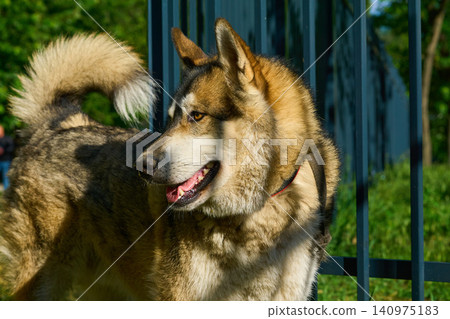 Attentive protection.Domestic dog's head west siberian laika,fencing Attentive protection.Domestic dog's head west siberian laika,fencing 140975183