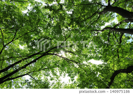 Green leaves of fresh foliage (background) Green leaves of fresh foliage (background) 140975186