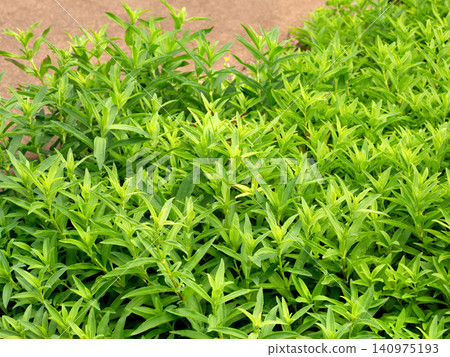 藥用植物:皂草 藥用植物:皂草 140975193