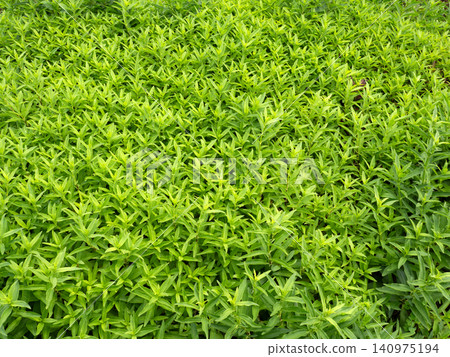 Medicinal plant: Soapwort Medicinal plant: Soapwort 140975194
