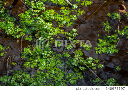 Marsh Marigold thriving in a spring wetland with lush green foliage and clear water reflections Marsh Marigold thriving in a spring wetland with lush green foliage and clear water reflections 140975197