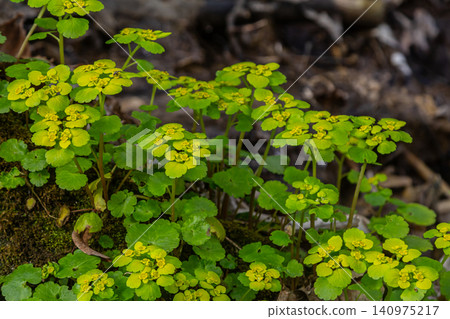 Chrysosplenium alternifolium blooms with vibrant yellow flowers in moist shady areas of a forest during springtime Chrysosplenium alternifolium blooms with vibrant yellow flowers in moist shady areas of a forest during springtime 140975217