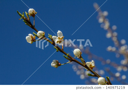 Spring blossoms of Prunus cerasifera against a clear blue sky in a botanical garden inviting admiration and wonder Spring blossoms of Prunus cerasifera against a clear blue sky in a botanical garden inviting admiration and wonder 140975219