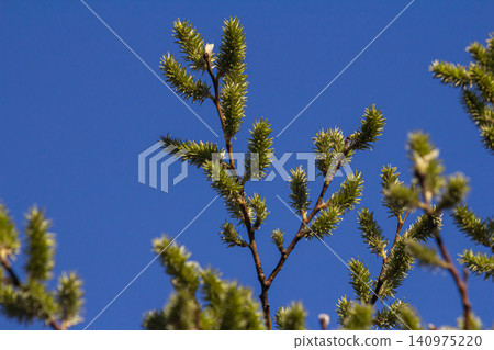 Willow blossoms emerge in spring under a clear blue sky showcasing nature s rejuvenation and beauty Willow blossoms emerge in spring under a clear blue sky showcasing nature s rejuvenation and beauty 140975220