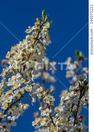 Spring blossoms of Prunus cerasifera create a vibrant display against a clear blue sky in early April Spring blossoms of Prunus cerasifera create a vibrant display against a clear blue sky in early April 140975221
