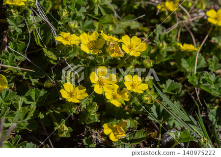 Bright yellow flowers of Potentilla reptans blooming in a vibrant meadow during the warm season adding beauty to the natural landscape Bright yellow flowers of Potentilla reptans blooming in a vibrant meadow during the warm season adding beauty to the natural landscape 140975222