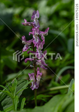 Hollowroot blooms in spring bringing vibrant purple hues to the forest floor along a woodland trail Hollowroot blooms in spring bringing vibrant purple hues to the forest floor along a woodland trail 140975226