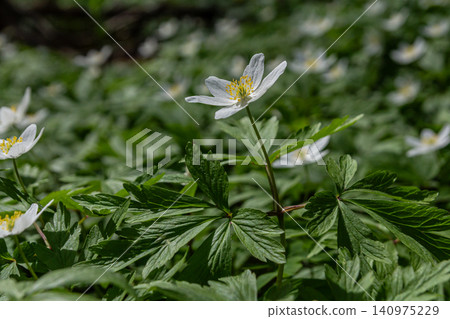 Blooming Anemone nemorosa flowers in a vibrant spring forest under gentle sunlight Blooming Anemone nemorosa flowers in a vibrant spring forest under gentle sunlight 140975229