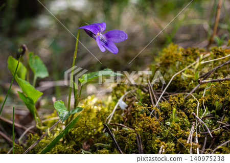Sweet violet blossoms in the forest under bright sunlight surrounded by lush greenery and moss in a tranquil setting Sweet violet blossoms in the forest under bright sunlight surrounded by lush greenery and moss in a tranquil setting 140975238