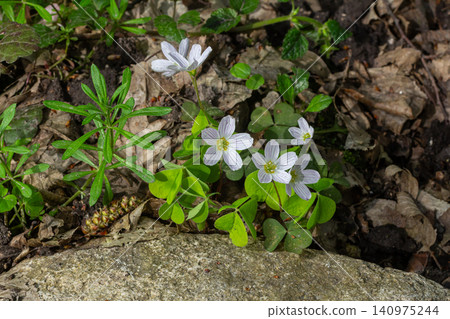 Oxalis acetosella showcases delicate flowers and lush leaves amid fallen leaves in a woodland setting during springtime Oxalis acetosella showcases delicate flowers and lush leaves amid fallen leaves in a woodland setting during springtime 140975244
