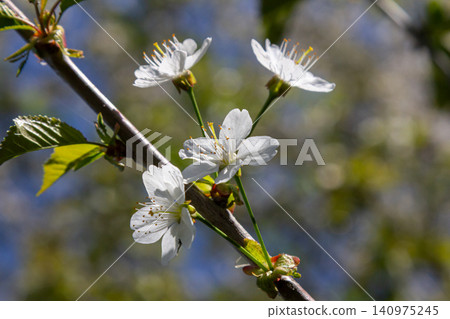 Cherry blossoms bloom vibrantly in spring showcasing delicate white petals against a bright blue sky in a peaceful natural setting Cherry blossoms bloom vibrantly in spring showcasing delicate white petals against a bright blue sky in a peaceful natural setting 140975245