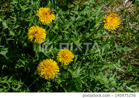 Bright yellow flowers of Common Dandelion bloom among green grass in a sunny meadow during springtime Bright yellow flowers of Common Dandelion bloom among green grass in a sunny meadow during springtime 140975256