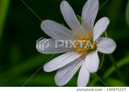 Stellaria holostea blooms in spring with delicate white petals and vibrant yellow stamens in a lush woodland setting Stellaria holostea blooms in spring with delicate white petals and vibrant yellow stamens in a lush woodland setting 140975257
