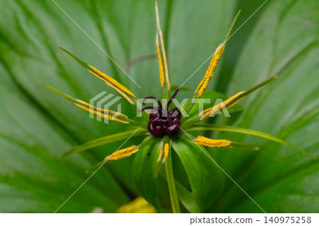 Exploring Paris quadrifolia a unique woodland plant featuring a single dark berry surrounded by striking yellow stamens Exploring Paris quadrifolia a unique woodland plant featuring a single dark berry surrounded by striking yellow stamens 140975258
