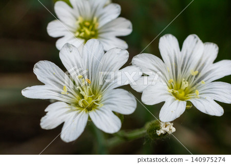 White star-shaped flowers of Cerastium arvense bloom in a field showcasing delicate petals and vibrant green foliage White star-shaped flowers of Cerastium arvense bloom in a field showcasing delicate petals and vibrant green foliage 140975274