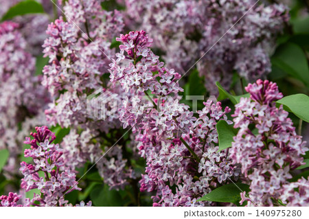 Fragrant purple flowers of syringa vulgaris blooming during spring in a sunny garden Fragrant purple flowers of syringa vulgaris blooming during spring in a sunny garden 140975280