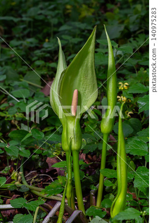 Exploring Arum maculatum also known as Cuckoo Pint or Lords and Ladies blooming in a lush woodland setting during springtime Exploring Arum maculatum also known as Cuckoo Pint or Lords and Ladies blooming in a lush woodland setting during springtime 140975283