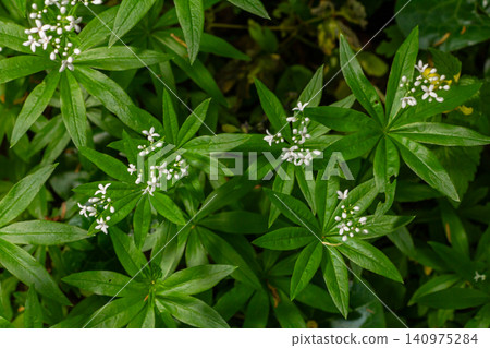 Sweet Woodruff blooms in a lush woodland setting showcasing delicate white flowers among vibrant green leaves during springtime 140975284