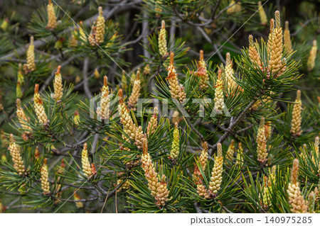 Scots pine branches featuring clusters of female and male cones amidst vibrant green needles in a natural setting Scots pine branches featuring clusters of female and male cones amidst vibrant green needles in a natural setting 140975285