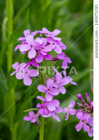 Fragrant Hesperis matronalis blooms in a lush green meadow during late spring showcasing delicate lilac-pink flowers and attracting pollinators 140975295