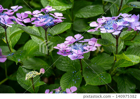 西方繡球花 西方繡球花 140975382