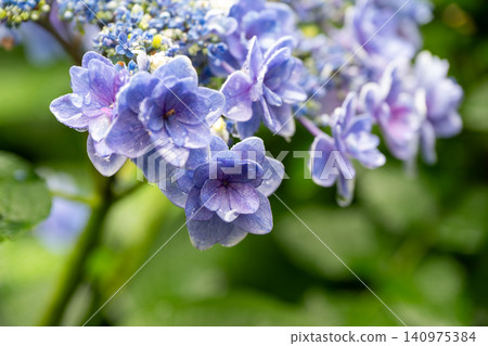 Western hydrangea Western hydrangea 140975384