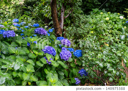 西方繡球花 西方繡球花 140975388