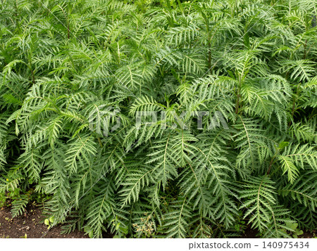 Poisonous plant: Artemisia japonica Poisonous plant: Artemisia japonica 140975434