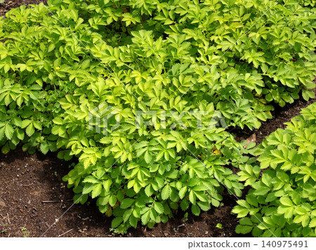 藥用植物: 仙鶴草 藥用植物: 仙鶴草 140975491
