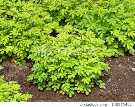 藥用植物: 仙鶴草 藥用植物: 仙鶴草 140975492