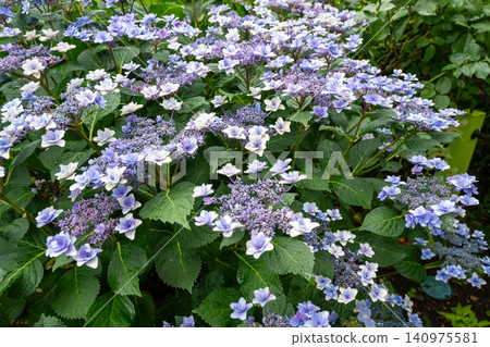 Western hydrangea Western hydrangea 140975581