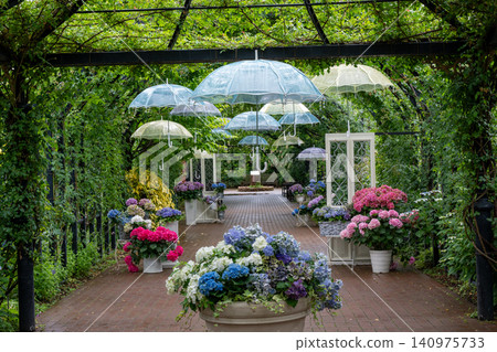 Western hydrangea Western hydrangea 140975733