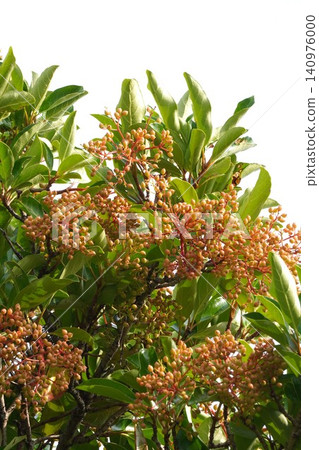 Colorful coralberry berries - June 2026 Colorful coralberry berries - June 2026 140976000
