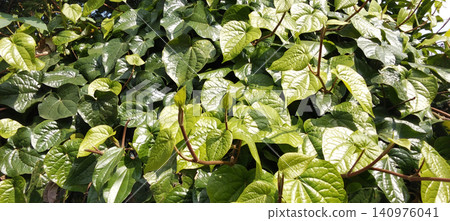 Lush green, heart-shaped leaves of a climbing plant in a tropical garden. 140976041
