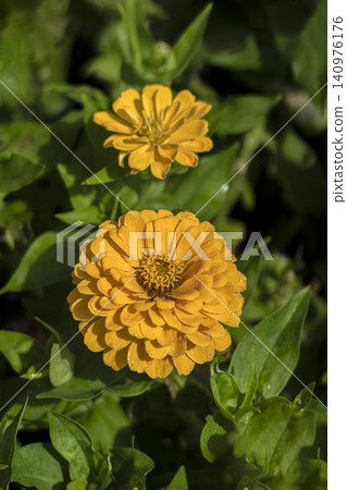 百日菊花的特寫 百日菊花的特寫 140976176