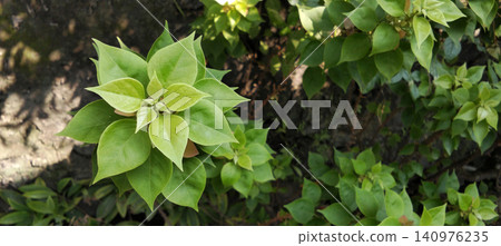 Fresh green bougainvillea leaves illuminated by natural sunlight in a lush tropical garden. Fresh green bougainvillea leaves illuminated by natural sunlight in a lush tropical garden. 140976235