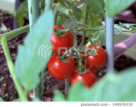 Tomatoes at home garden Tomatoes at home garden 140976330