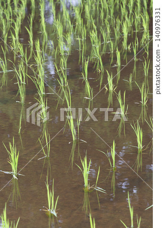 Rice paddy after rice planting Rice paddy after rice planting 140976331