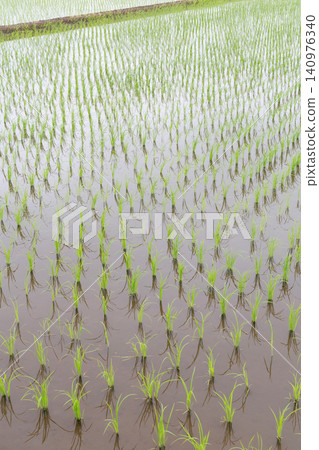 水稻種植後的稻田 水稻種植後的稻田 140976340